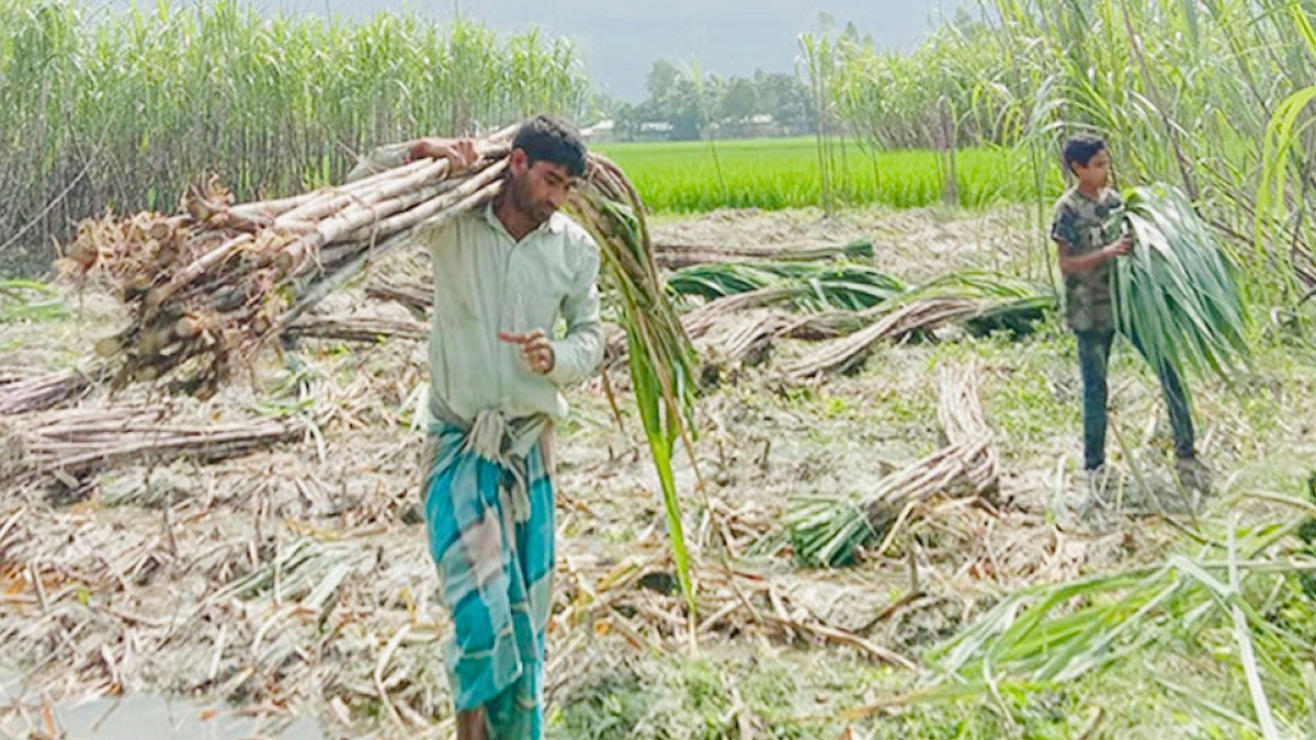 কাউনিয়ায় আখচাষিদের সুদিন