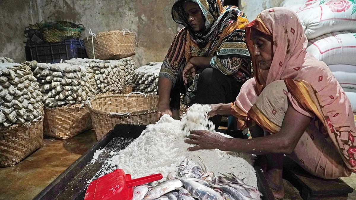 মাছে লবণ দিয়ে মাখানো হচ্ছে।
