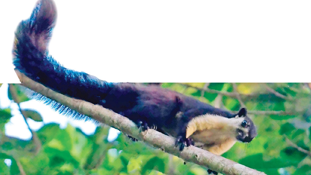 রেমা-কালেঙ্গায় ‘বিশ্বের বড়’ কাঠবিড়ালি