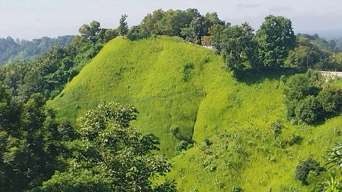 খাগড়াছড়িতে জুমের ধান কাটা শুরু