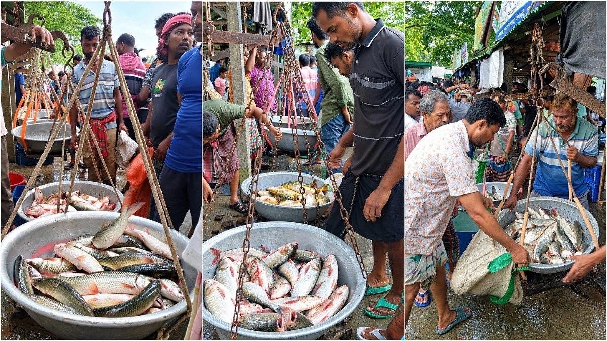 ভোরের আলো ফোটার আগেই জমে ওঠে মুলাডুলি মাছের আড়ত