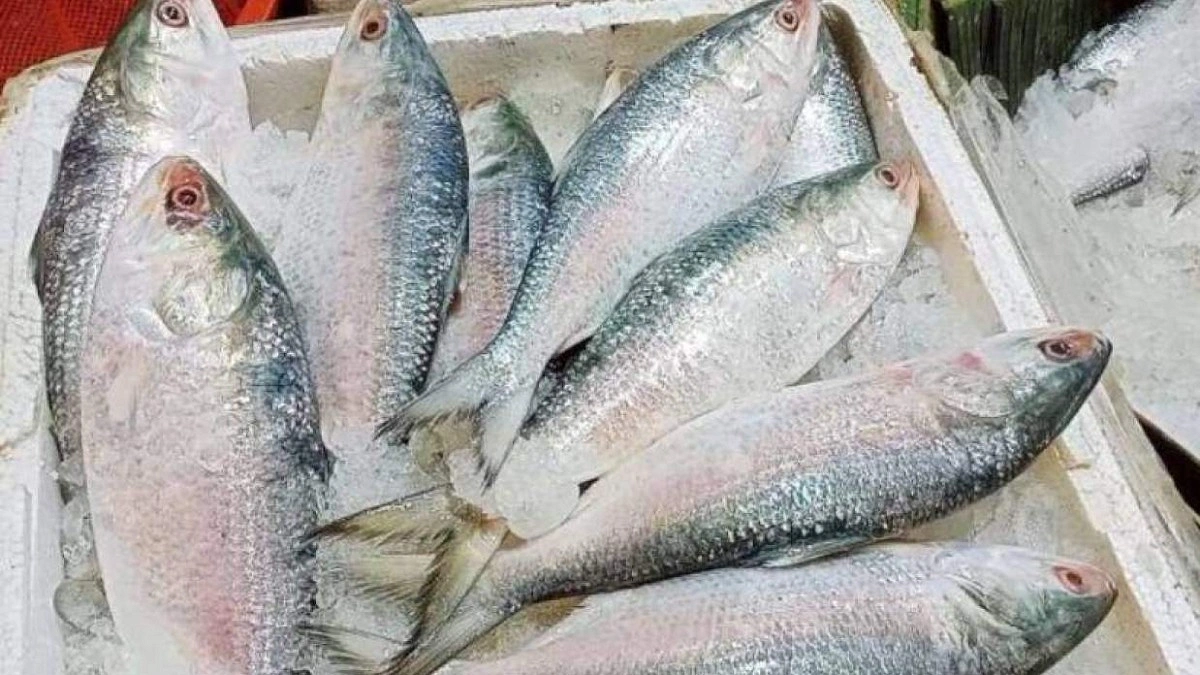 বেনাপোল দিয়ে দুই মাসে এলো সাড়ে ৩ লাখ কেজি ভারতীয় ইলিশ