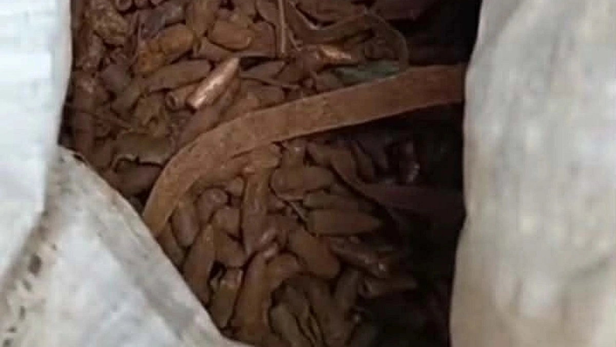 কবরস্থানে পড়ে ছিল বুলেটের ২৪ কেজি খোসা