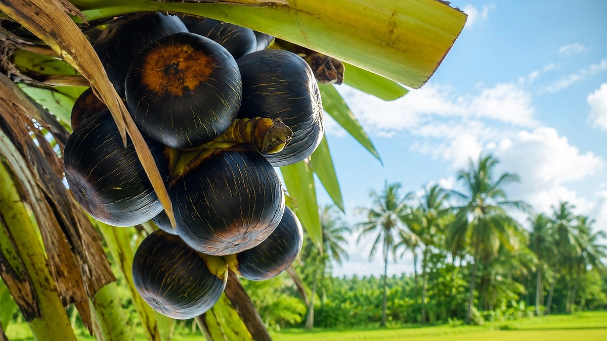 মৌসুমী ফল তালের যত উপকারিতা