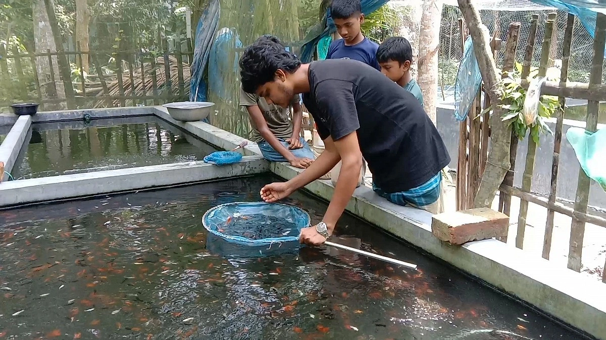 শখের বশে মাছ চাষ: মাদ্রাসাছাত্র থেকে সফল উদ্যোক্তা