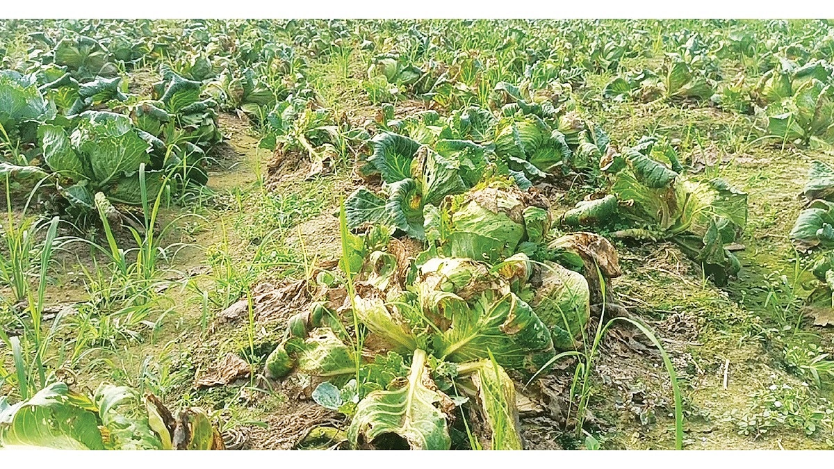 চুয়াডাঙ্গায় আগাম জাতের বাঁধাকপিতে বিরল রোগ