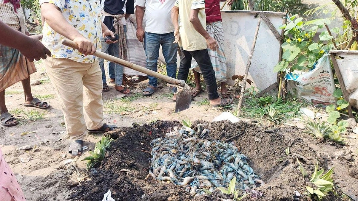 ইলিশ খুঁজতে গিয়ে জেলিযুক্ত চিংড়ি জব্দ, জরিমানা