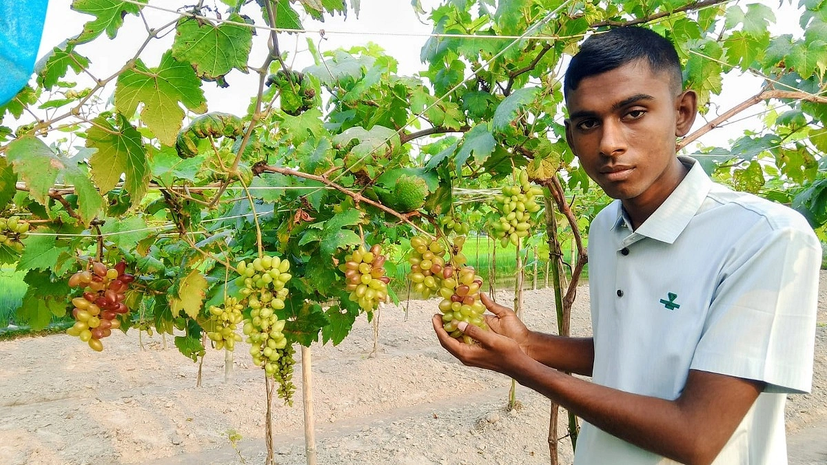 ইউটিউব দেখে আঙুর চাষ, তাক লাগিয়েছেন দিনাজপুরের তাওহিদ