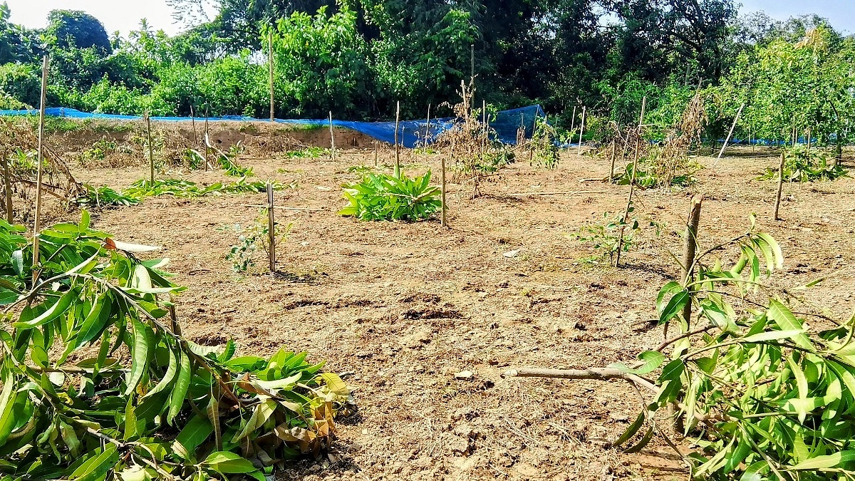 নবাবগঞ্জে জমি নিয়ে বিরোধে শতাধিক ফলের গাছ কাটার অভিযোগ