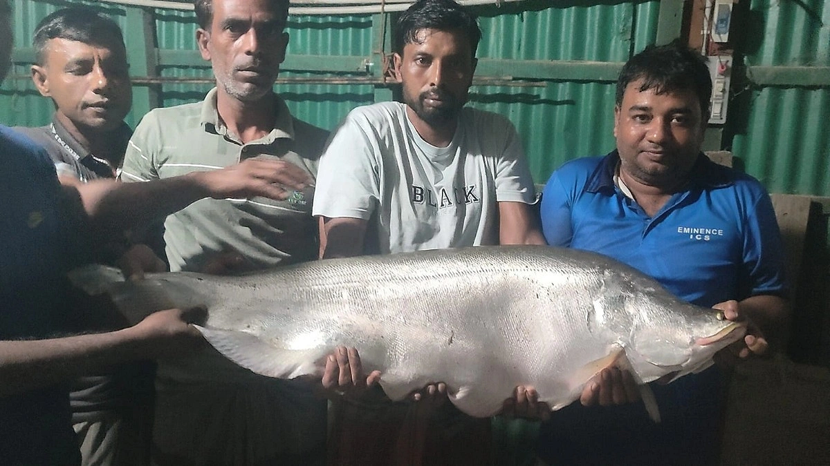 জেলের বড়শিতে ধরা পড়ল ১৪ কেজির চিতল