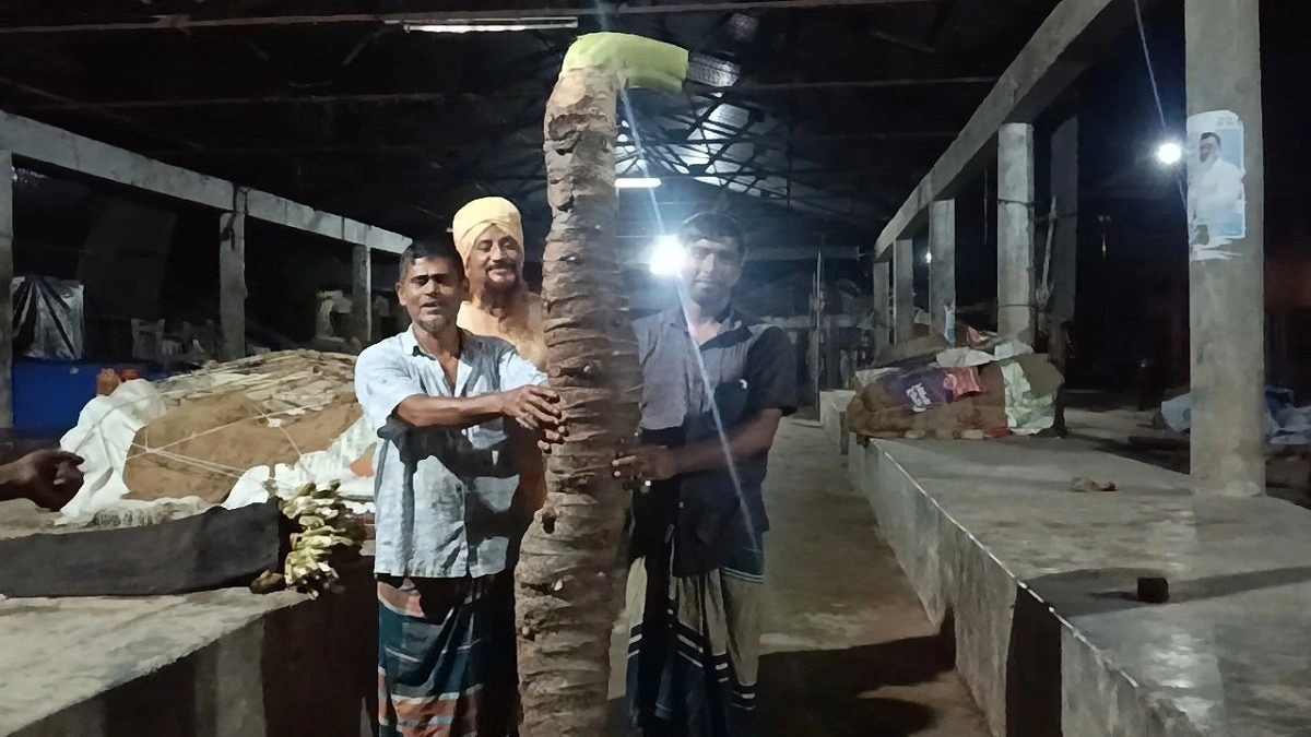 ৪০ কেজির মানকচু, দেখতে মানুষের ভিড়
