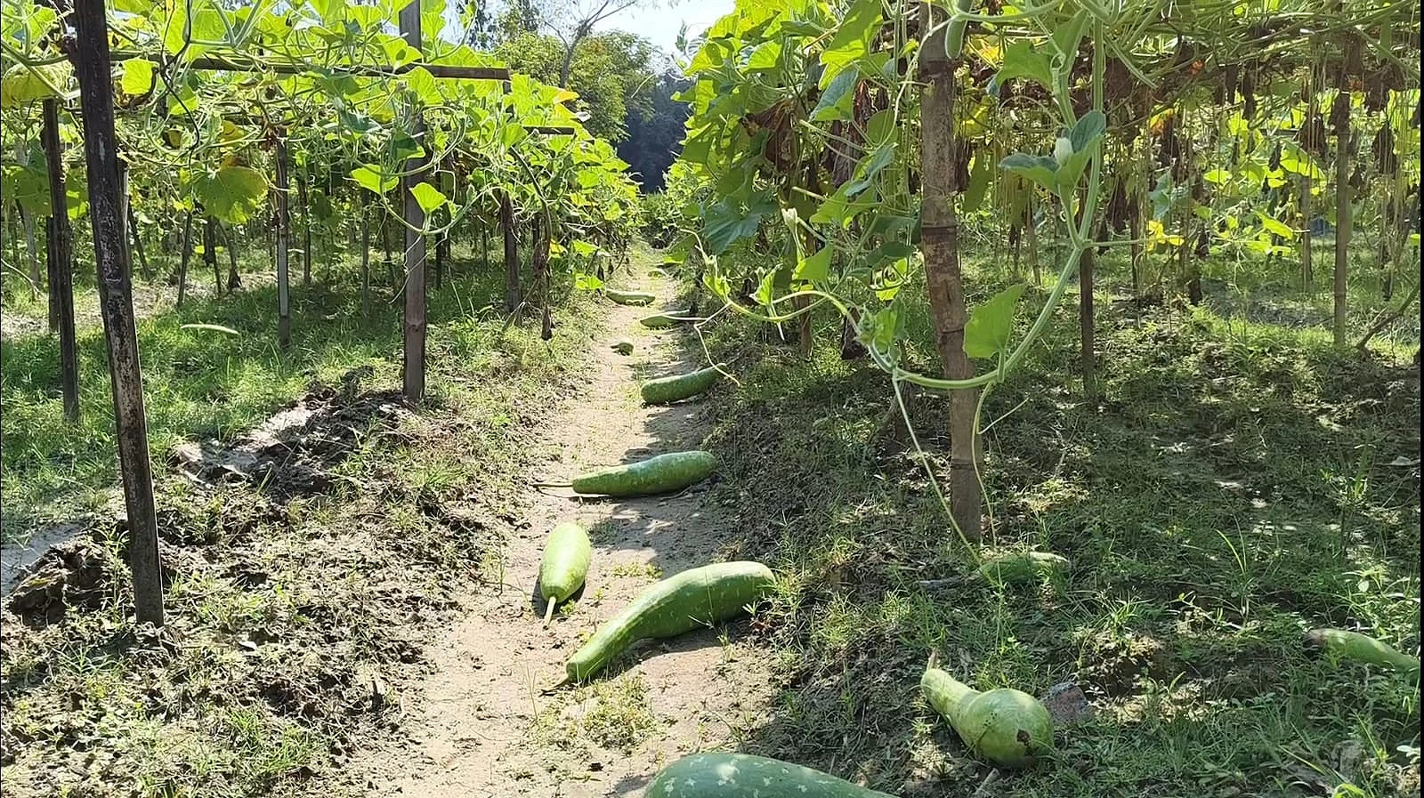 লাউ কেটে ক্ষেতে ফেলে রাখা হয়েছে