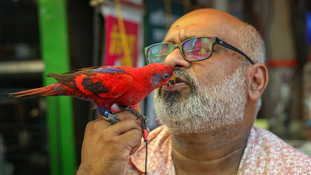 পোষা পাখির সঙ্গে খুনসুটিতে মেতেছেন মালিক