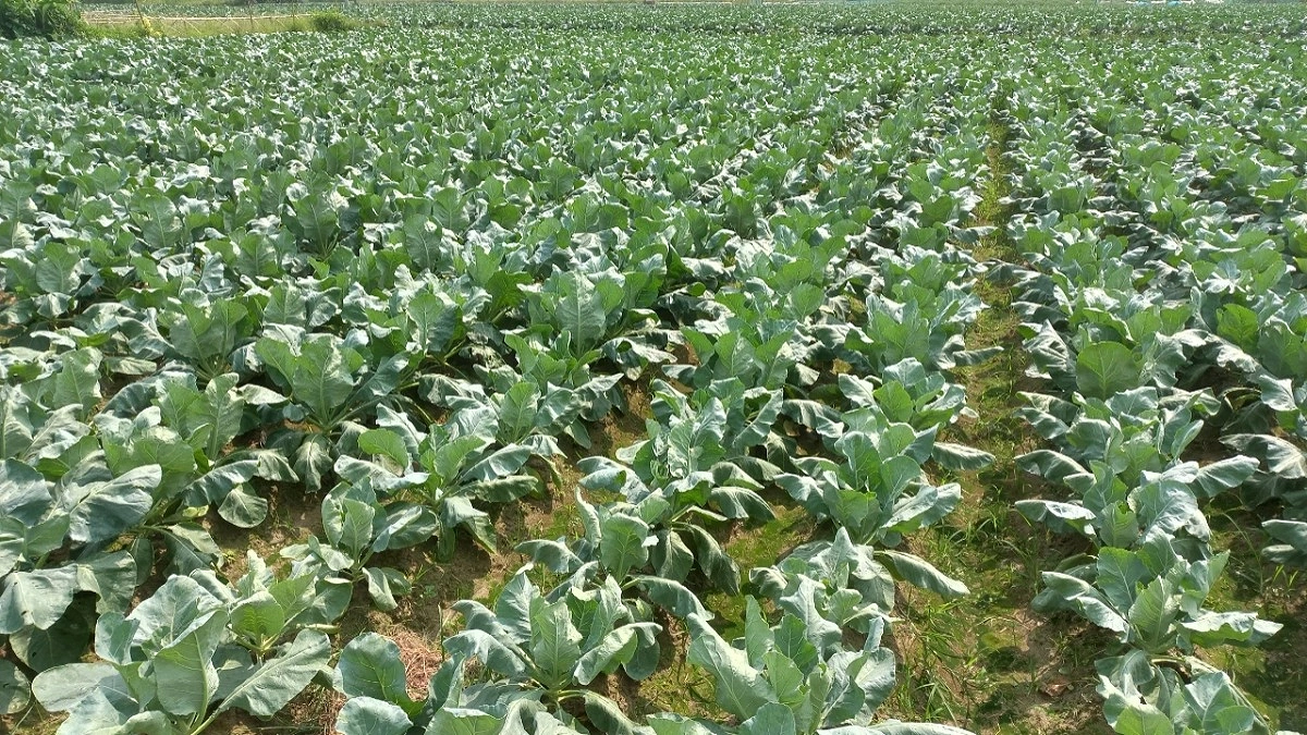 আগাম শীতকালীন সবজি চাষে কৃষক হাসে