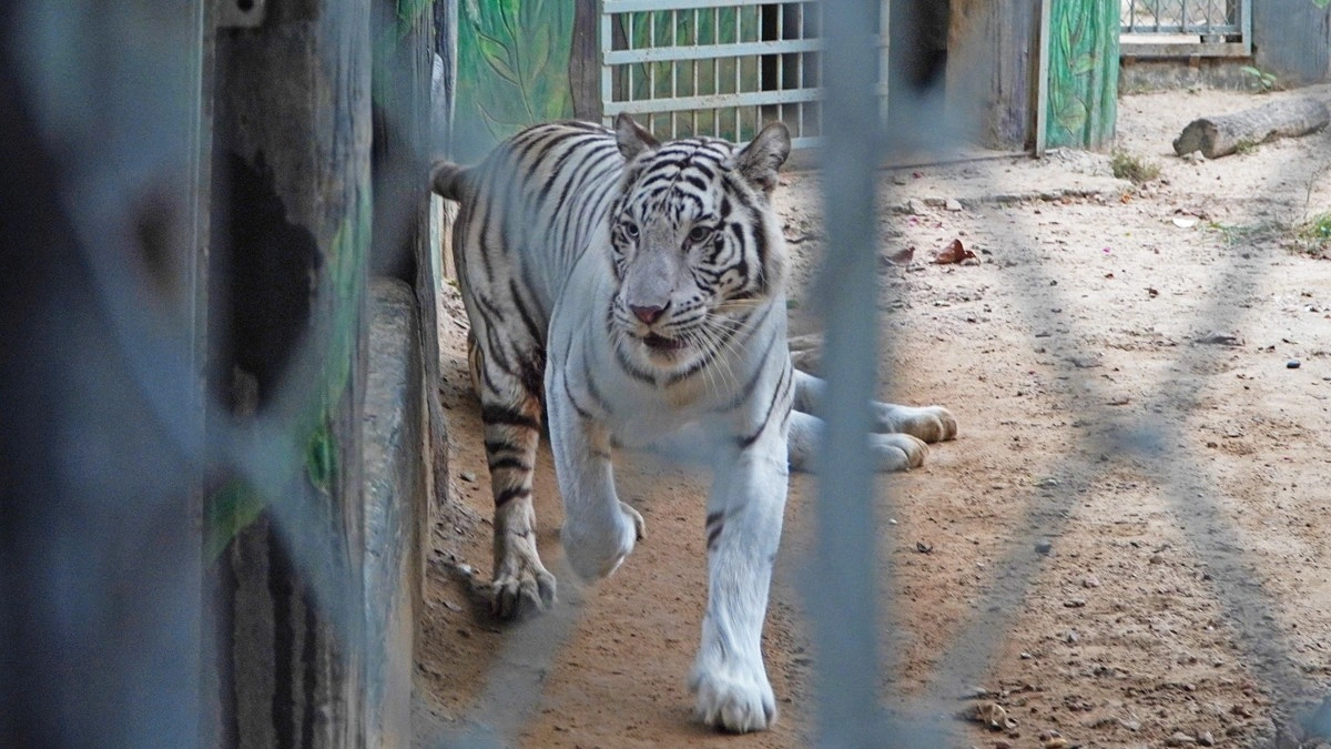 খাঁচায় দিগ্বিদিক ঘোরাঘুরি করছে একটি সাদা রয়েল বেঙ্গল টাইগার