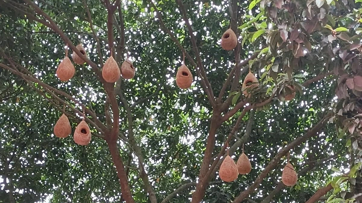 পাখিদের কিচিরমিচিরে মুখরিত অফিস পাড়া, গাছে গাছে বাসা স্থাপন