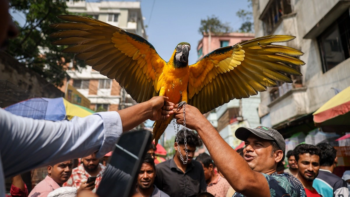পাখির হাটের গল্প
