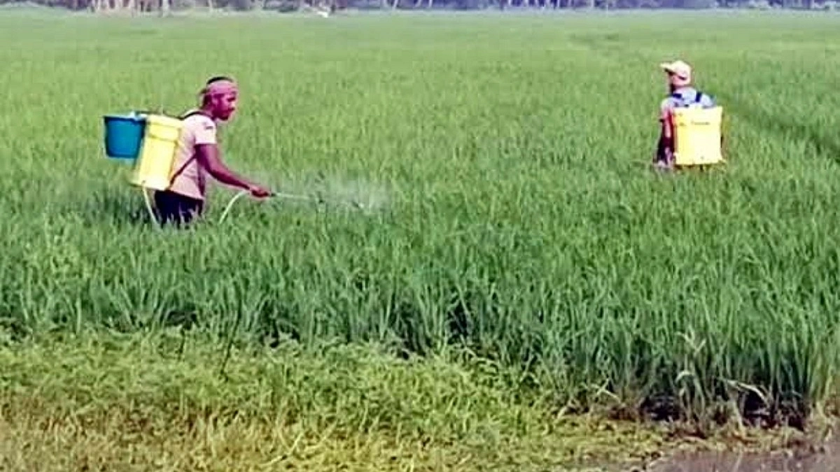 সুরক্ষা সরঞ্জাম ছাড়াই ফসলে বিষ ছিটাচ্ছেন কৃষক, বাড়ছে স্বাস্থ্যঝুঁকি