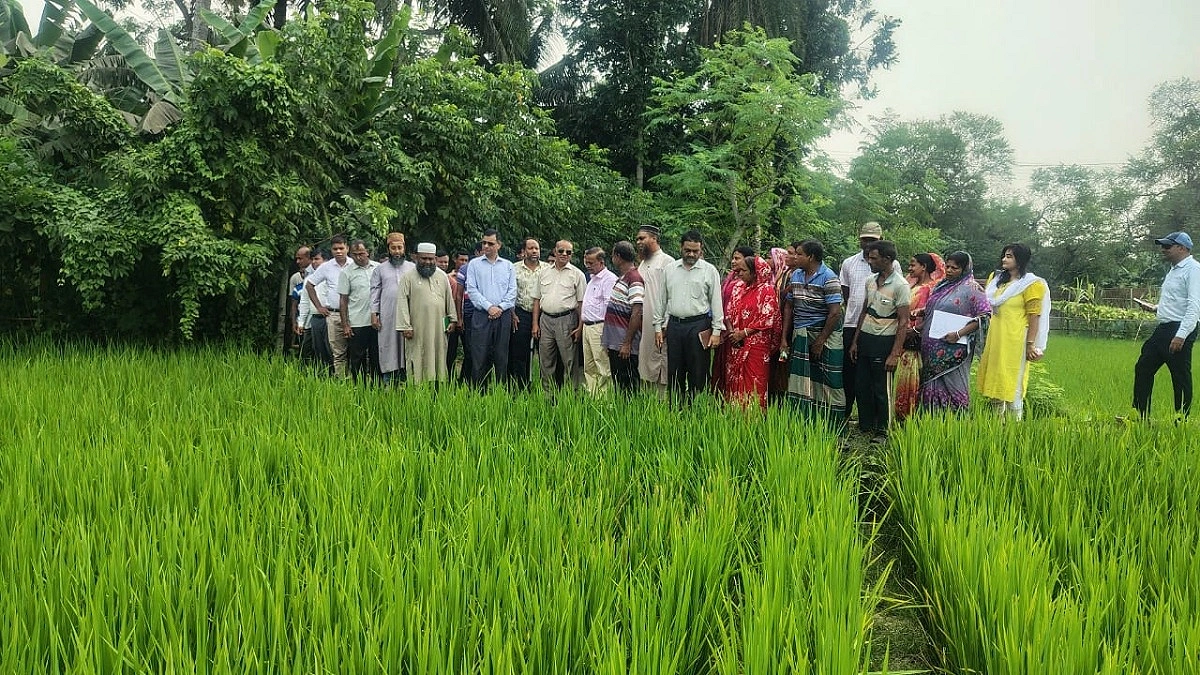 রাইস ট্রান্সপ্লান্টারে ধান রোপণ, কমছে খরচ ও সময়