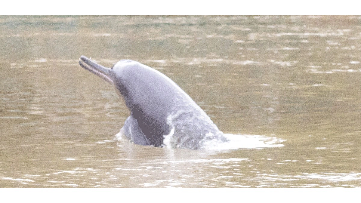 বুড়িগঙ্গার ডলফিন