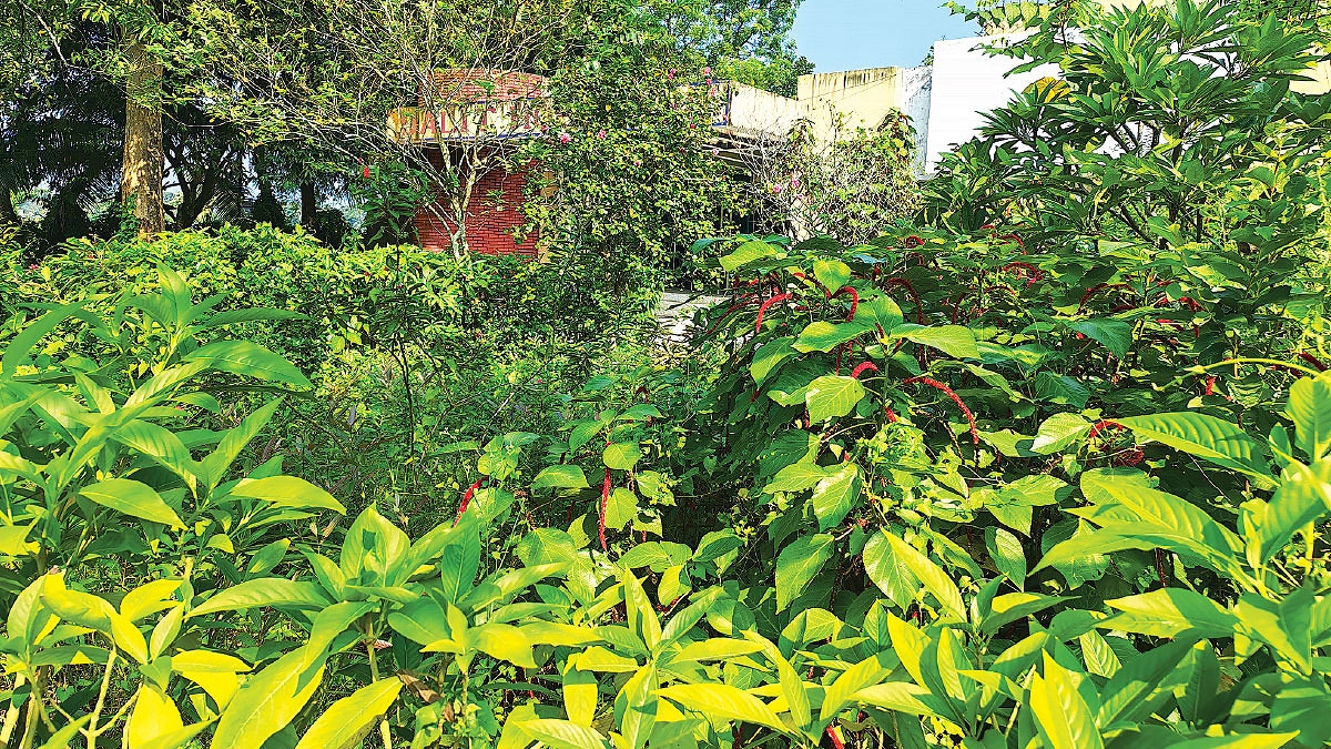 পাঁচ বিঘা বাগানে ১৪৬ প্রজাতির গাছ