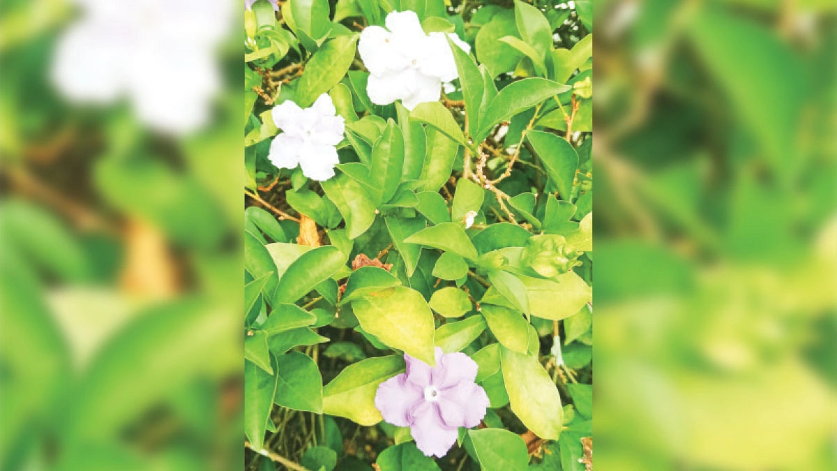 একই ফুলে দুই রূপ সুষমা