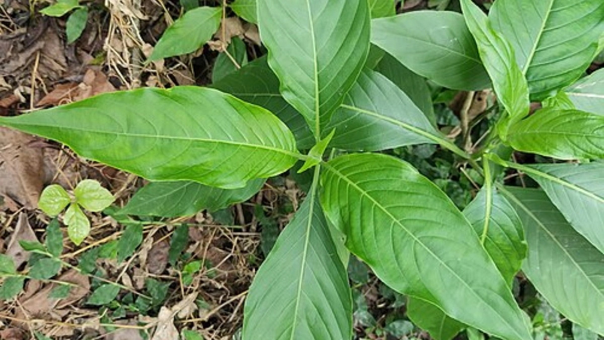 মেহেদুলের বাসক চাষে পাল্টে গেছে ১৫ গ্রাম