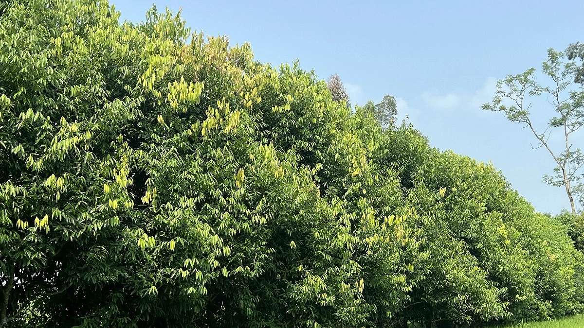 তেজপাতা চাষে বাড়তি আয়