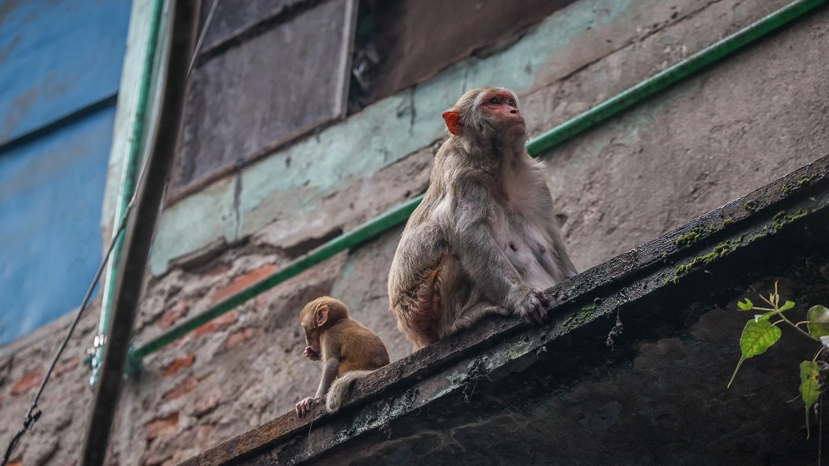 বাড়ির কার্নিশে বসে মা ও বানরশাবক