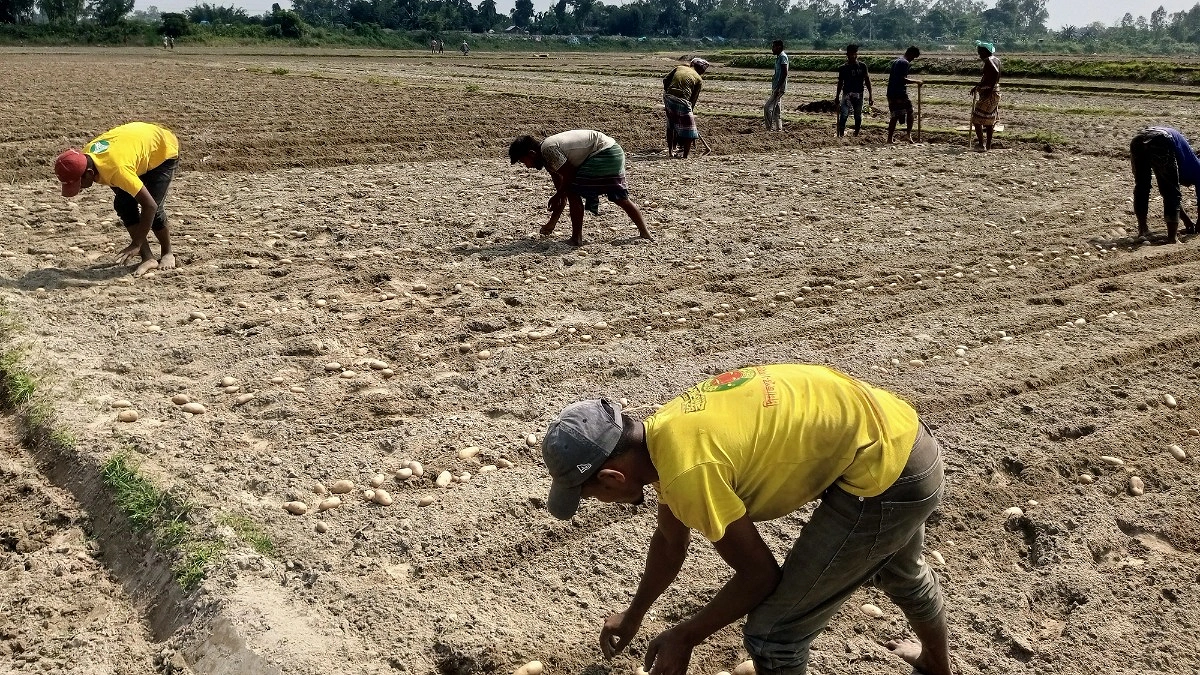 আগাম আলুতে ভাগ্য ফেরানোর চেষ্টায় কৃষকরা