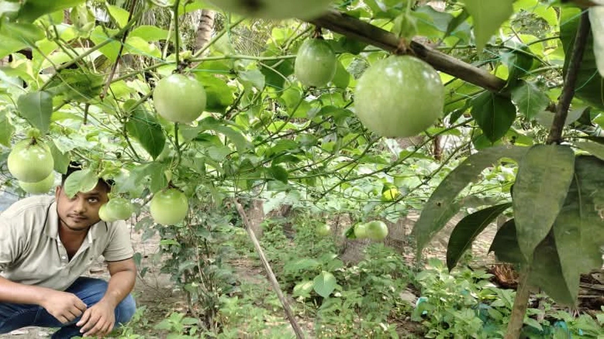 চার চারা থেকে প্যাশন ফলের বাগান