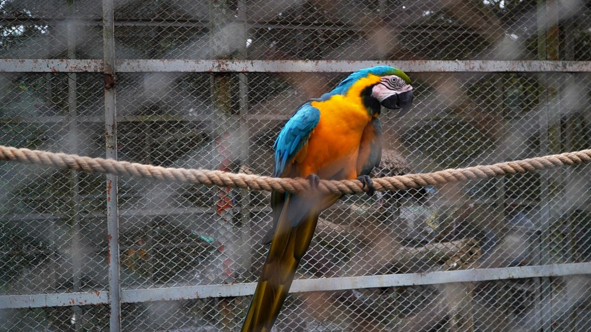 ম্যাকাউ দেখতে অসাধারণ