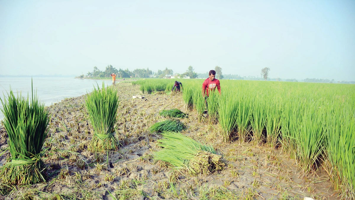 নদীগর্ভে ঘরবাড়ি গরুর গ্রাসে ধান