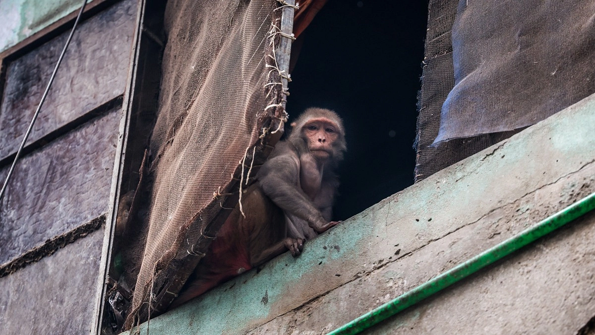 খাবারের খোঁজে বাড়ির জানালায় ঢুকে পড়েছে বানর