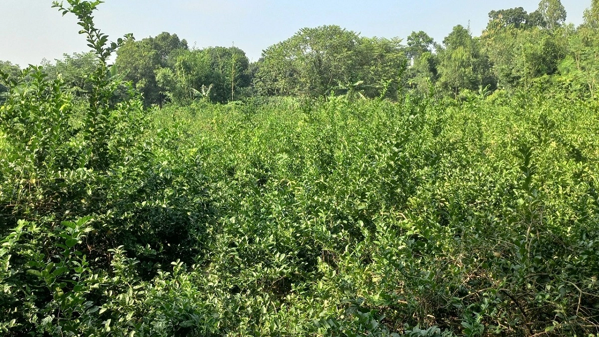 ‘লেবুর গ্রাম’ বৈলতলা
