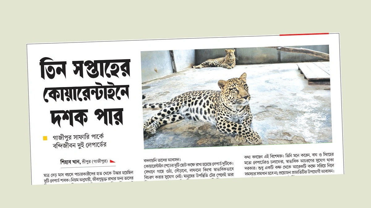 এক দশক পর গাজীপুর সাফারি পার্ক থেকে মুক্ত হচ্ছে দুই লেপার্ড