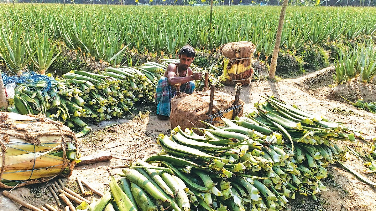 ঔষধি গাছে আয় ও আয়ু : ১৬ গ্রামের ১০ হাজার মানুষের ভাগ্যবদল