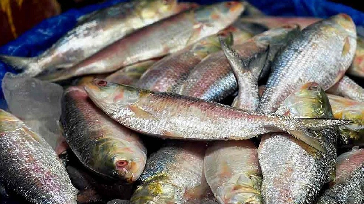 জাজিরায় নিষেধাজ্ঞার মধ্যেও ইলিশ শিকার