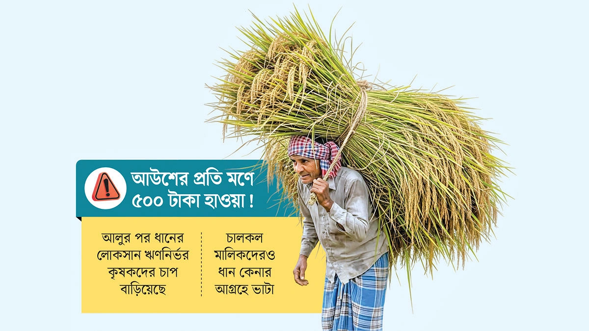 আউশ ধান উৎপাদনে খরচ ১১৫০, বিক্রি ৭০০ টাকায়