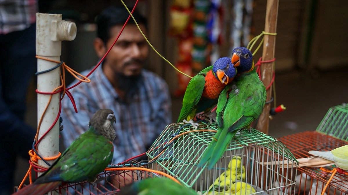 বিক্রির জন্য রাখা হয়েছে রেনবো লরিকেট পাখি