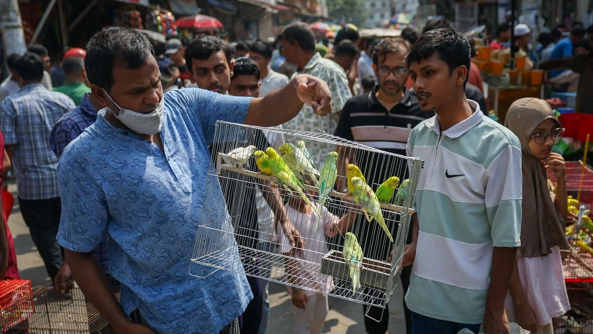 খাঁচায় রাখা পাখি দেখছেন এক ক্রেতা