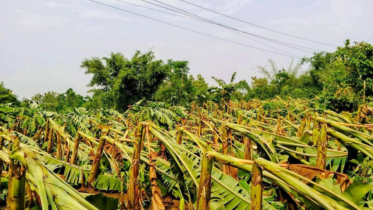 আকস্মিক ঝড়ে লণ্ডভণ্ড ১১০০ বিঘার ফসল