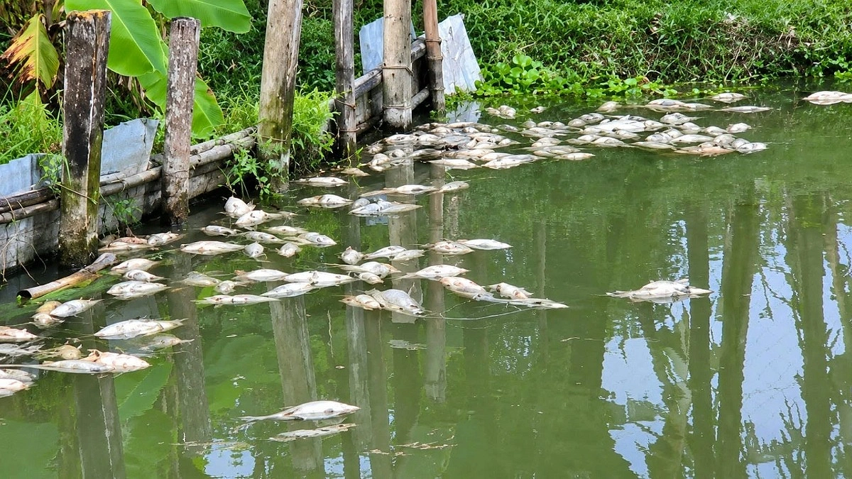রাজবাড়ীতে বিষ প্রয়োগে মাছ নিধন, বিএনপি নেতা গ্রেপ্তার
