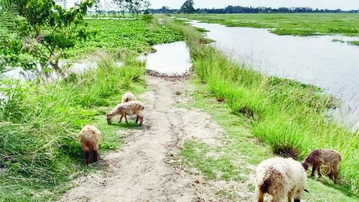কাঁচাই রয়ে গেল হিঙ্গলকান্দি-ধর্মপুর সড়কটি