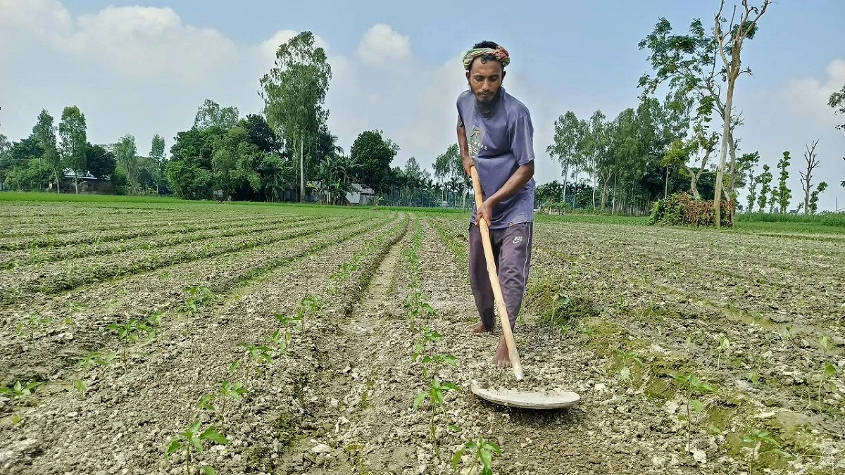 মরিচের চারায় সবুজ হচ্ছে যমুনার চর