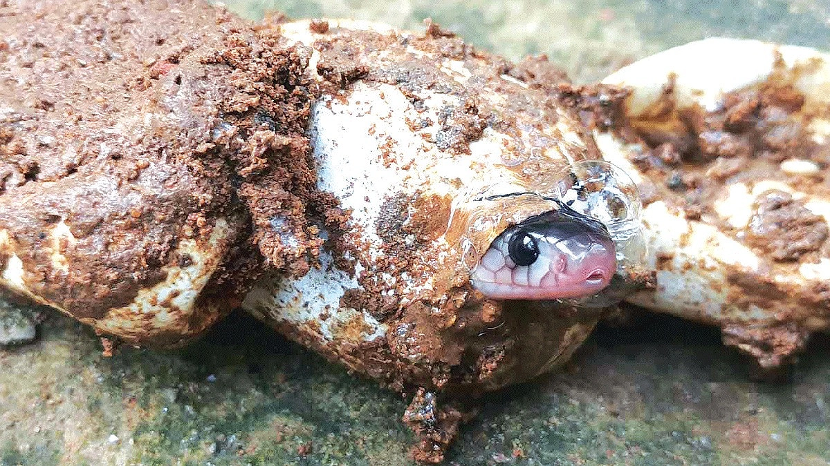 রবির ভালোবাসায় বাঁচল ৯৮ সাপের প্রাণ