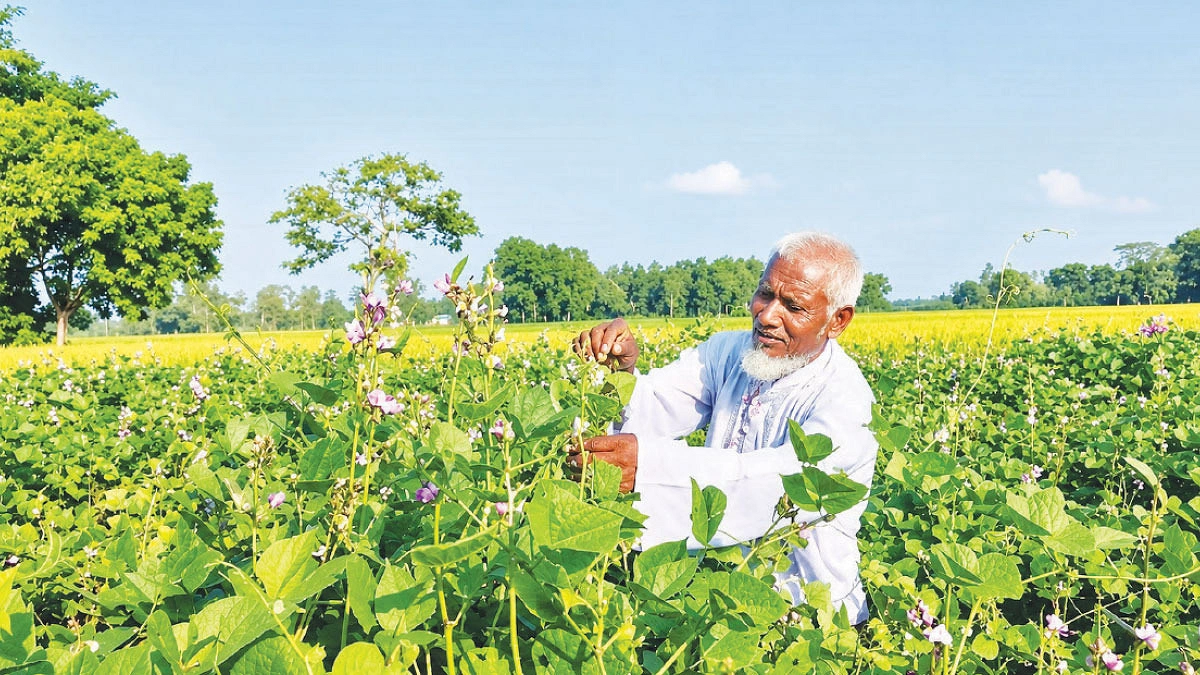 শীতের আগেই শিম, বাড়তি আয়ের আশা