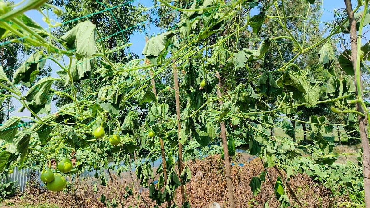 দুই শতাধিক লাউগাছ কেটে দিল দুর্বৃত্তরা, ভাঙল কৃষকের স্বপ্ন