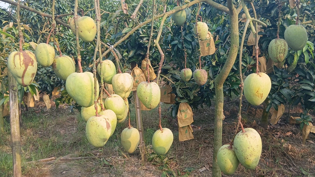 ছয়টি সায়ন থেকে ৭৫ বিঘার বাগান, কল্যাণভোগে ভাগ্য ফিরছে আমচাষিদের
