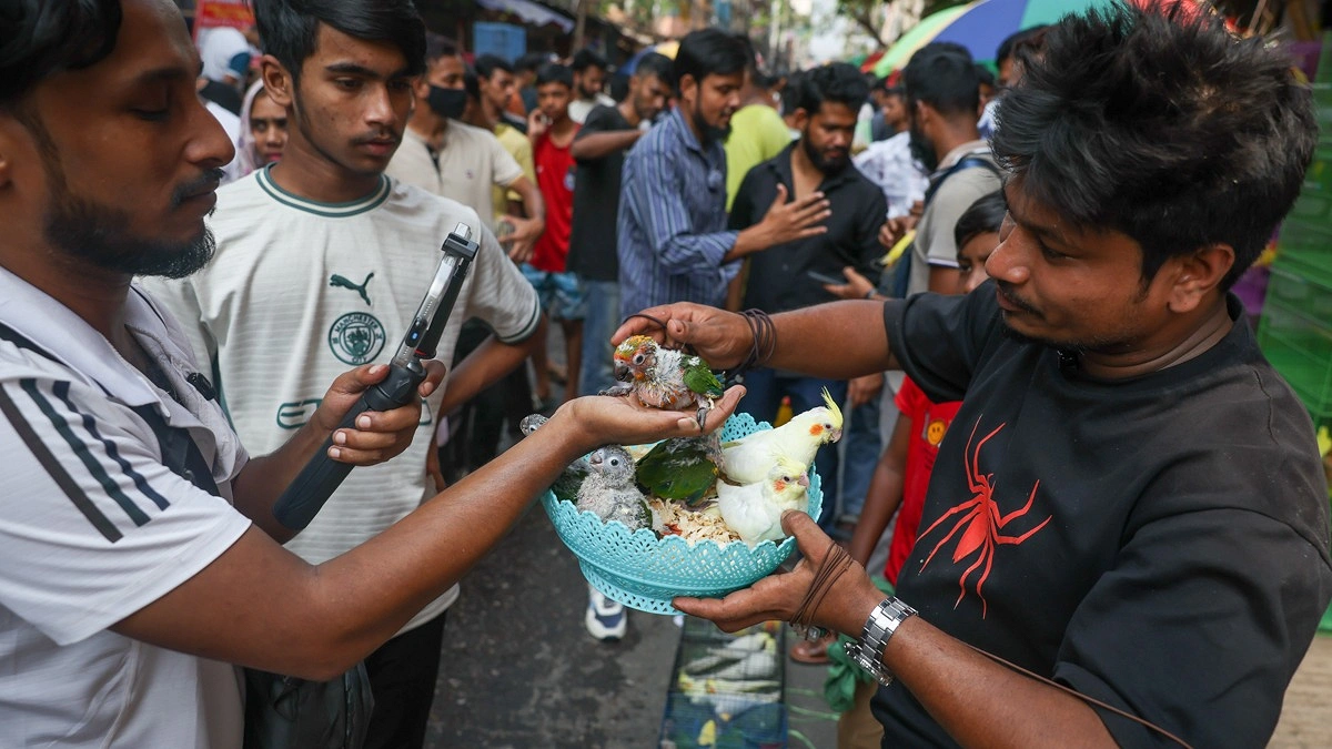 পাখির বাচ্চার ভিডিও ধারণ করছেন এক ব্যক্তি